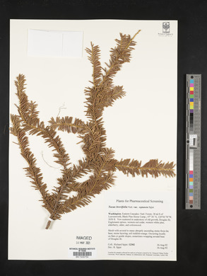 Taxus brevifolia image