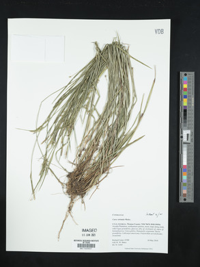 Carex striatula image