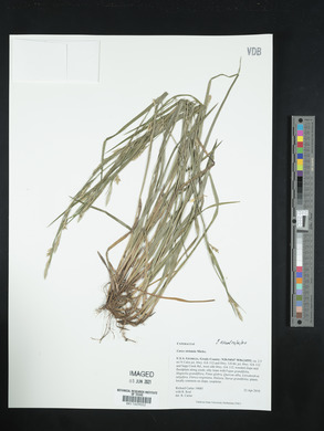 Carex striatula image