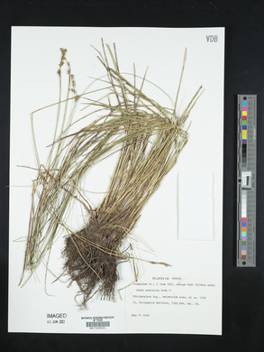 Carex praticola image
