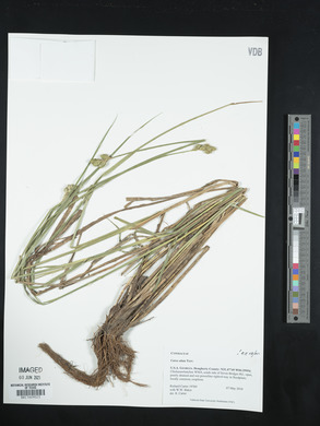 Carex alata image