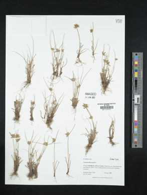 Cyperus flavescens image