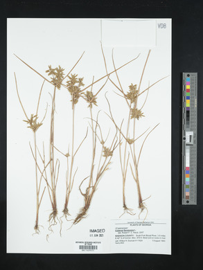 Cyperus flavescens image