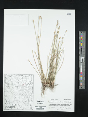 Eleocharis macrostachya image