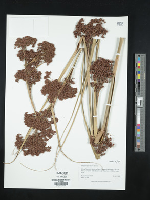 Cladium jamaicense image