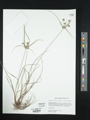 Cyperus croceus image