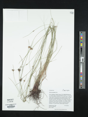 Scleria georgiana image