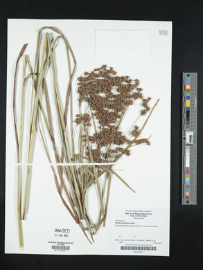 Scirpus pendulus image