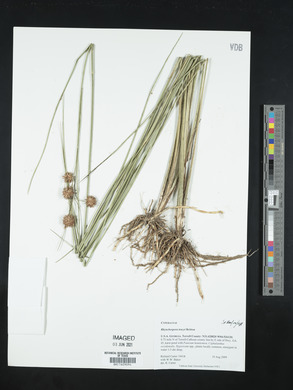 Rhynchospora tracyi image