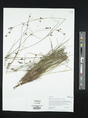 Rhynchospora perplexa image