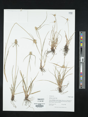 Kyllinga odorata image