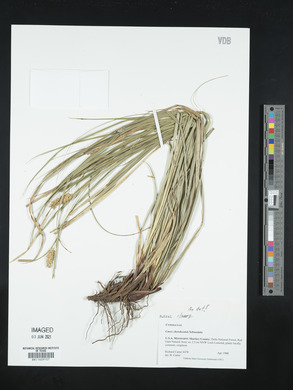 Carex cherokeensis image