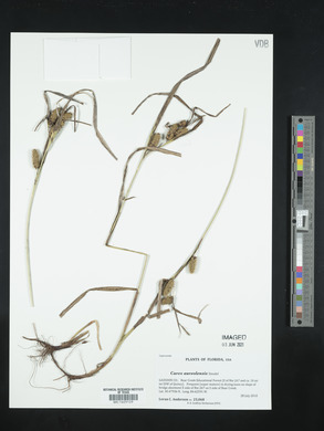 Carex aureolensis image