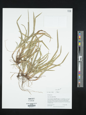 Carex abscondita image