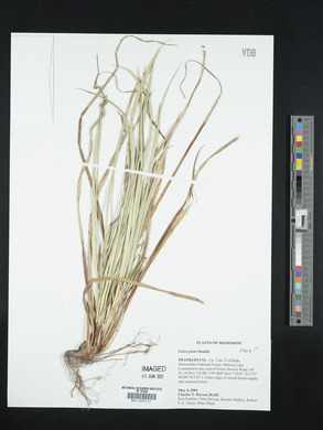 Carex picta image
