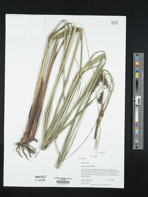 Carex verrucosa image
