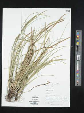 Carex basiantha image