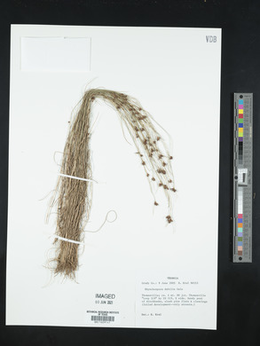 Rhynchospora debilis image