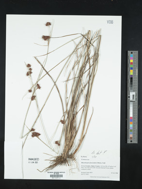 Rhynchospora fascicularis image