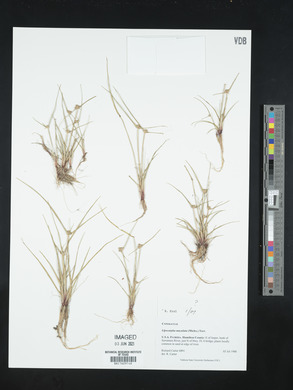 Cyperus neotropicalis image