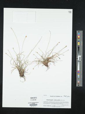 Fimbristylis schoenoides image