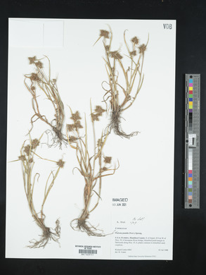 Fuirena pumila image