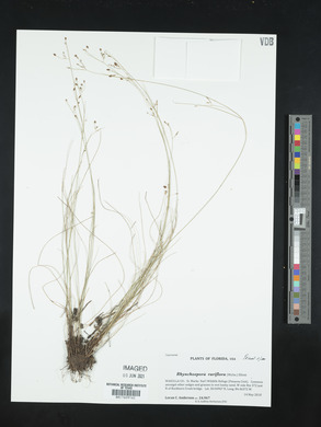 Rhynchospora rariflora image