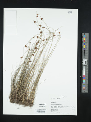 Rhynchospora filifolia image