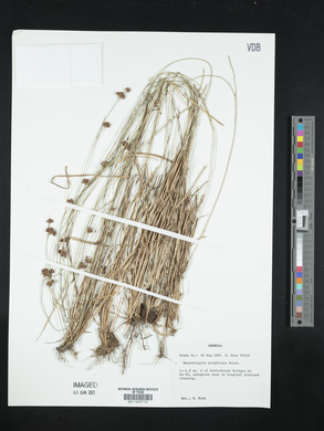 Rhynchospora wrightiana image