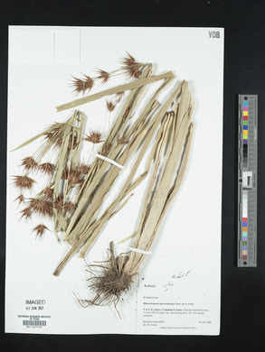 Rhynchospora macrostachya image