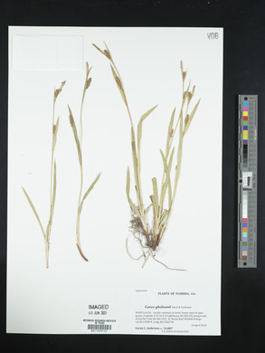Carex gholsonii image