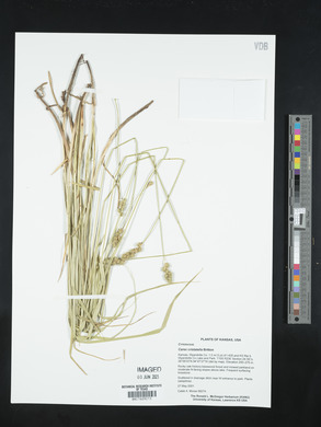 Carex cristatella image