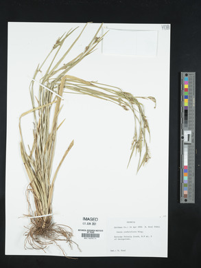 Carex crebriflora image