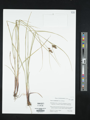 Carex complanata image