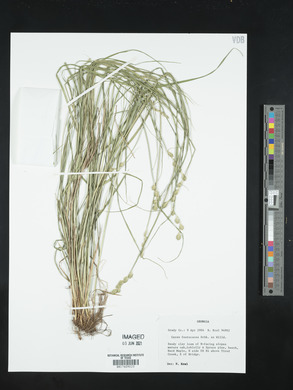 Carex festucacea image