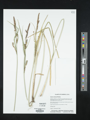 Carex emoryi image