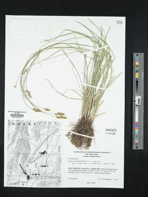 Carex occidentalis image