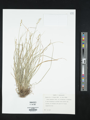 Carex texensis image