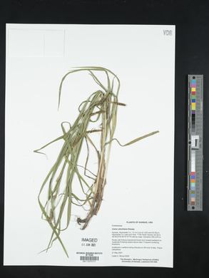 Carex shortiana image
