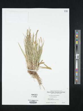 Carex flaccosperma image