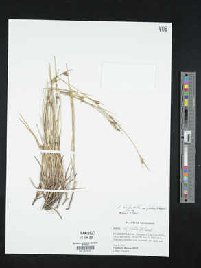 Rhynchospora nervosa image