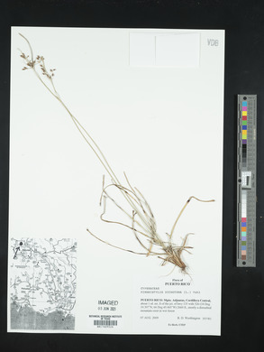 Fimbristylis dichotoma image