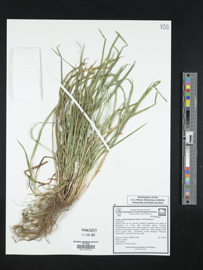Carex cumberlandensis image