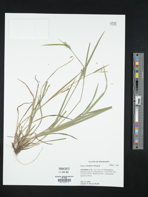 Carex crebriflora image