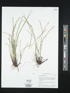 Carex basiantha image