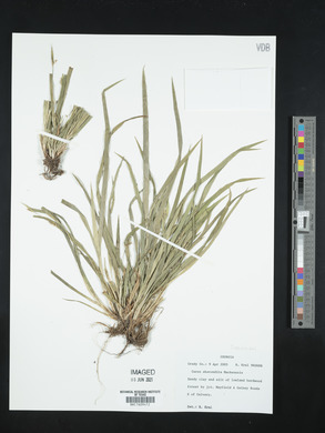 Carex abscondita image