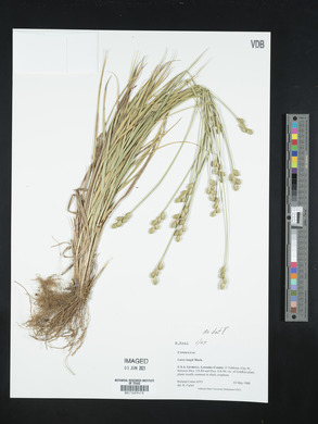 Carex longii image