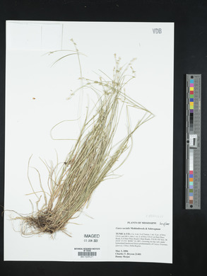 Carex socialis image