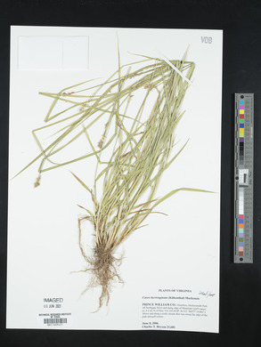 Carex laevivaginata image