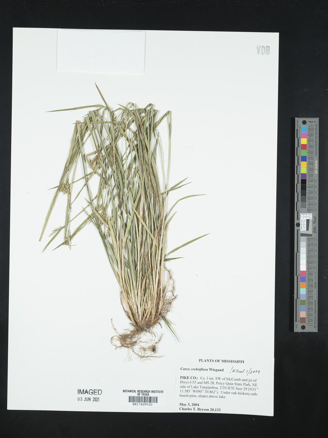 Carex crebriflora image